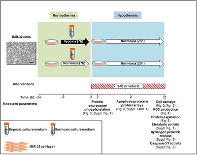 2-Iminobiotin Superimposed on Hypothermia Protects Human Neuronal Cells from Hypoxia-Induced Cell Damage: An in Vitro Study